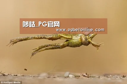 PG官网